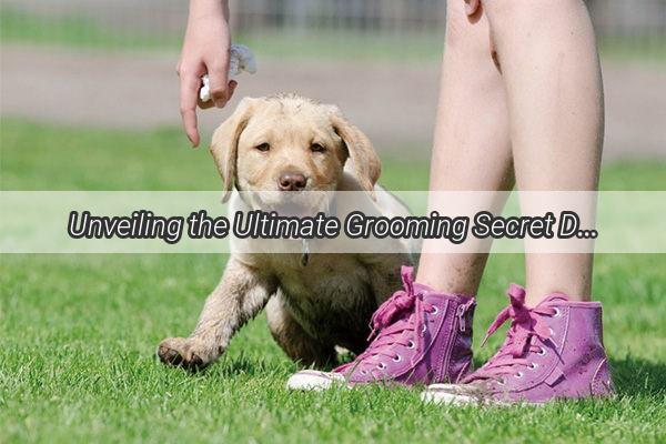 Unveiling the Ultimate Grooming Secret Discover the Best Clipper for Dog Hair Removal